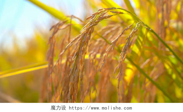 秋收金色水稻稻穗
